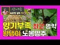 노봉방주 양기부족 최고 명약 왕탱이 말벌 노봉방주 담기 산야초 송준영 tv 산야초산행