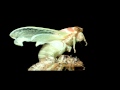 Cicada Molting Time Lapse