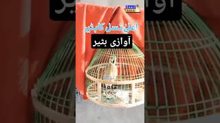 Download lagu Quail Sound | Quail Calling | Batair Ki Awaz | بٹیر کی آواز | #quailsound #quailhunting #birdcall mp3