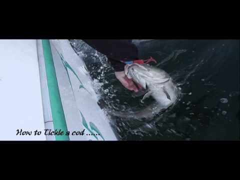 tickling a cod
