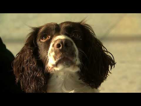 Hero sniffer dog proves she's top dog at Heathrow airport