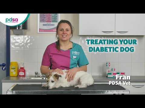 Treating Your Diabetic Dog: PDSA Petwise Pet Health Hub