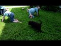 Labrador Retriever dogs for sale: Malik - Video 1