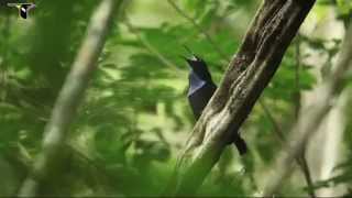 &#39;Counsel Of The Birds&#39;; The Emerald Tablet Album