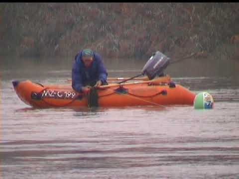 Welse am Ebro II 2/4