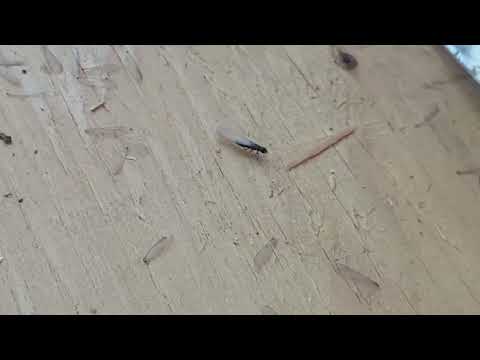 Termite Swarmers Found in the Sunroom in Gladstone, NJ