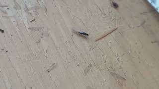 Termite Swarmers Found in the Sunroom in Gladstone, NJ