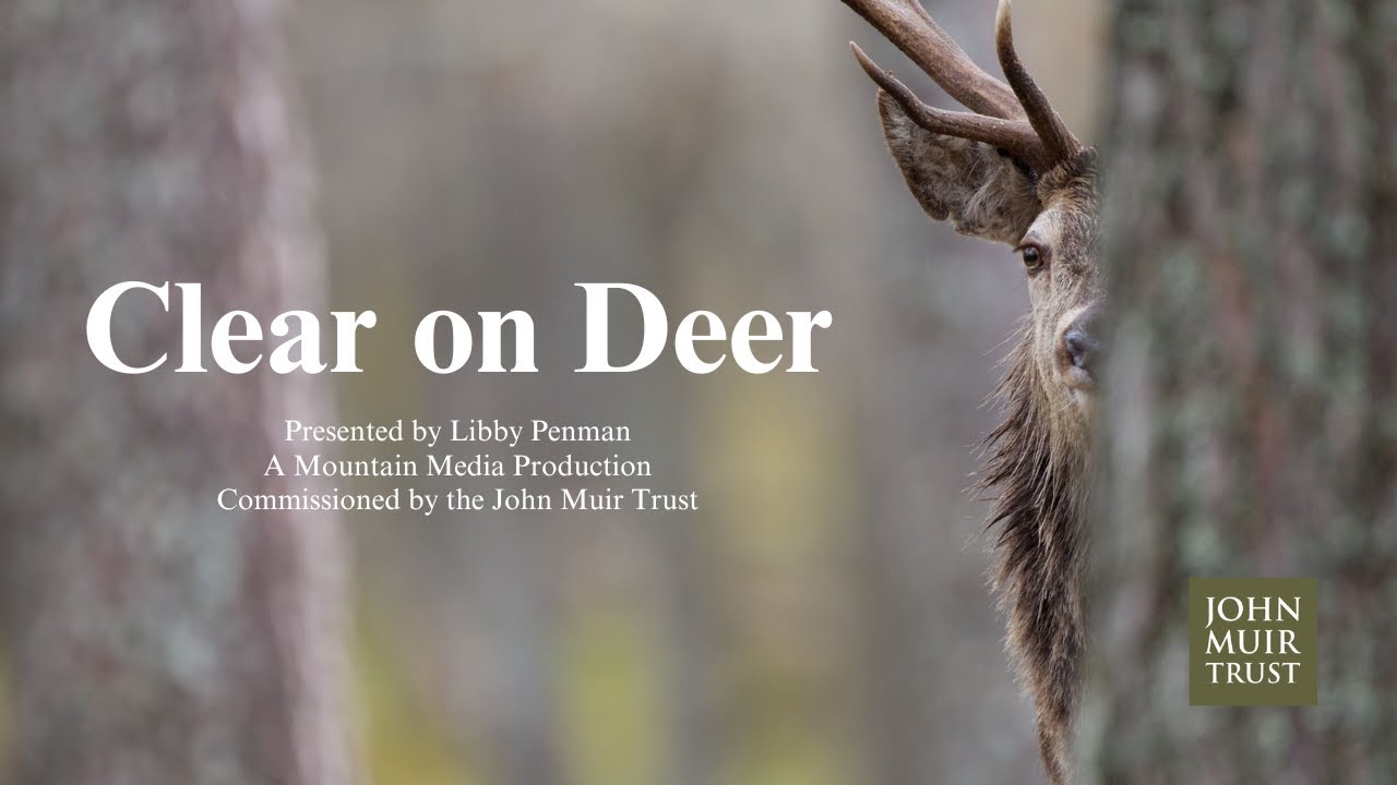 Clear on Deer