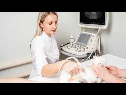 YouTube video about The Fascinating Journey of Cat Pregnancy: A Peek Inside.