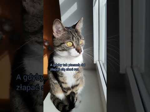 sanah i Kwiat Jabłoni - Szary świat (parodia z kotkami)