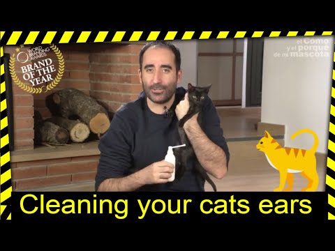 🐱 CATS: Cleaning your cats ears
