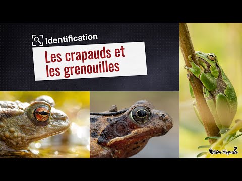 Identification : Les crapauds et les grenouilles