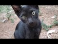 Mother Cat With 2 Tuxedo Kittens And Black Kitten