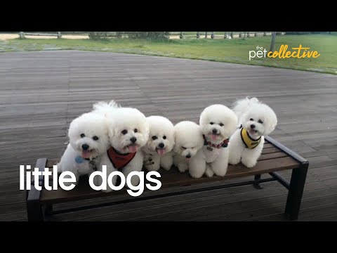 Little Dogs