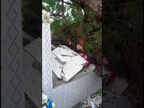 Árbol cae en cementerio de agua caliente Chalatenango