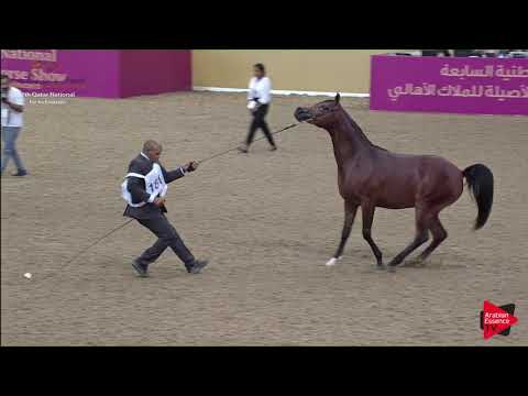 N.161 RD TESORO - 2019 Qatar Individuals - Colts 2 Years Old (Class 5A) .mp4