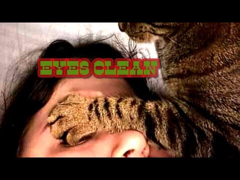 How to clean your cats EYES???