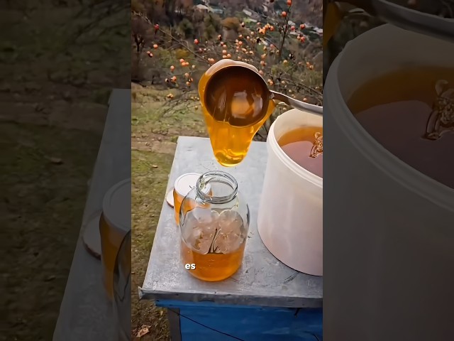 Vídeo relacionado con Miel con Trufa Negra - 100% Natural Pura de Abeja, Cruda, 300gr - Origen: El Bierzo, España