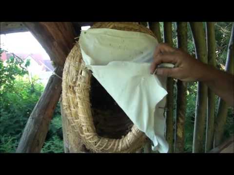 Einblicke in das Leben eines Bienenvolkes