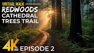 Relaxing Hike Through the World’s Tallest Trees | 4K HDR Cathedral Trees Trail, California – Part 2