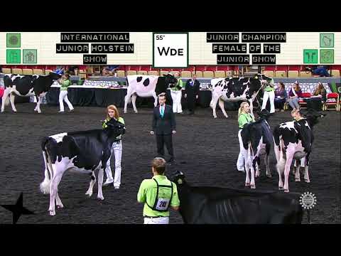 1715 JUNIOR HOLSTEIN JUNIOR CHAMPION FEMALE OF THE JUNIOR SHOW