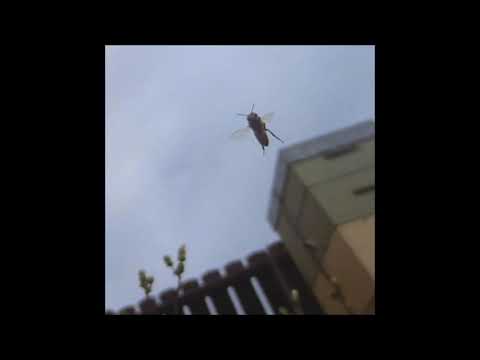 79. Arthrn - est [21.04.2019]