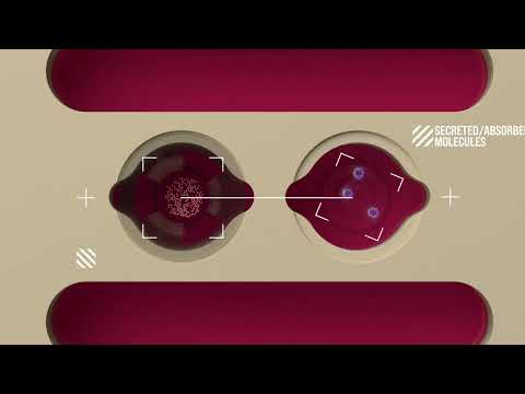 Lung/Liver-on-a-Chip — Vitrofluid