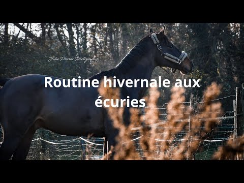 , title : 'NIGHT ROUTINE D'HIVER 2020 pour mes chevaux'