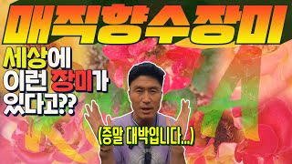 세상에 이런 장미가?! 여심저격 매직향수장미를 찾아주세요