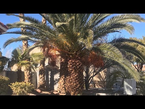 download lagu mp3 mp4 Phoenix Canariensis, download lagu Phoenix Canariensis gratis, unduh video klip Phoenix Canariensis