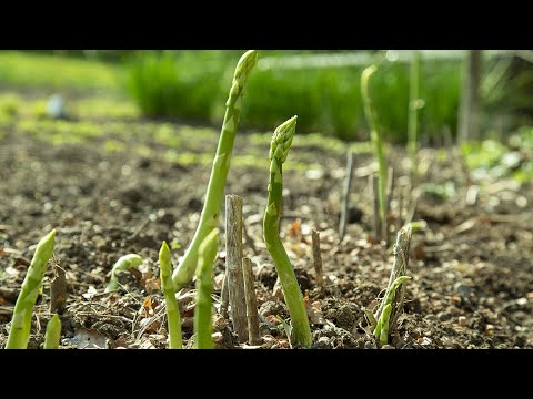 Guide: Sådan dyrker du asparges i køkkenhaven