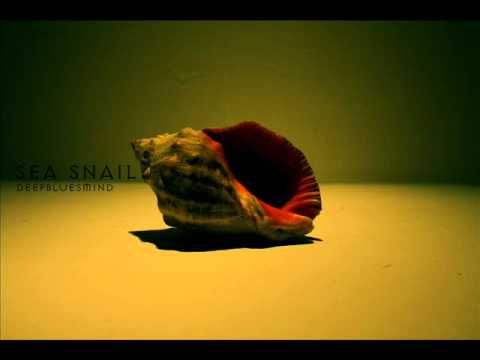 Sea snail