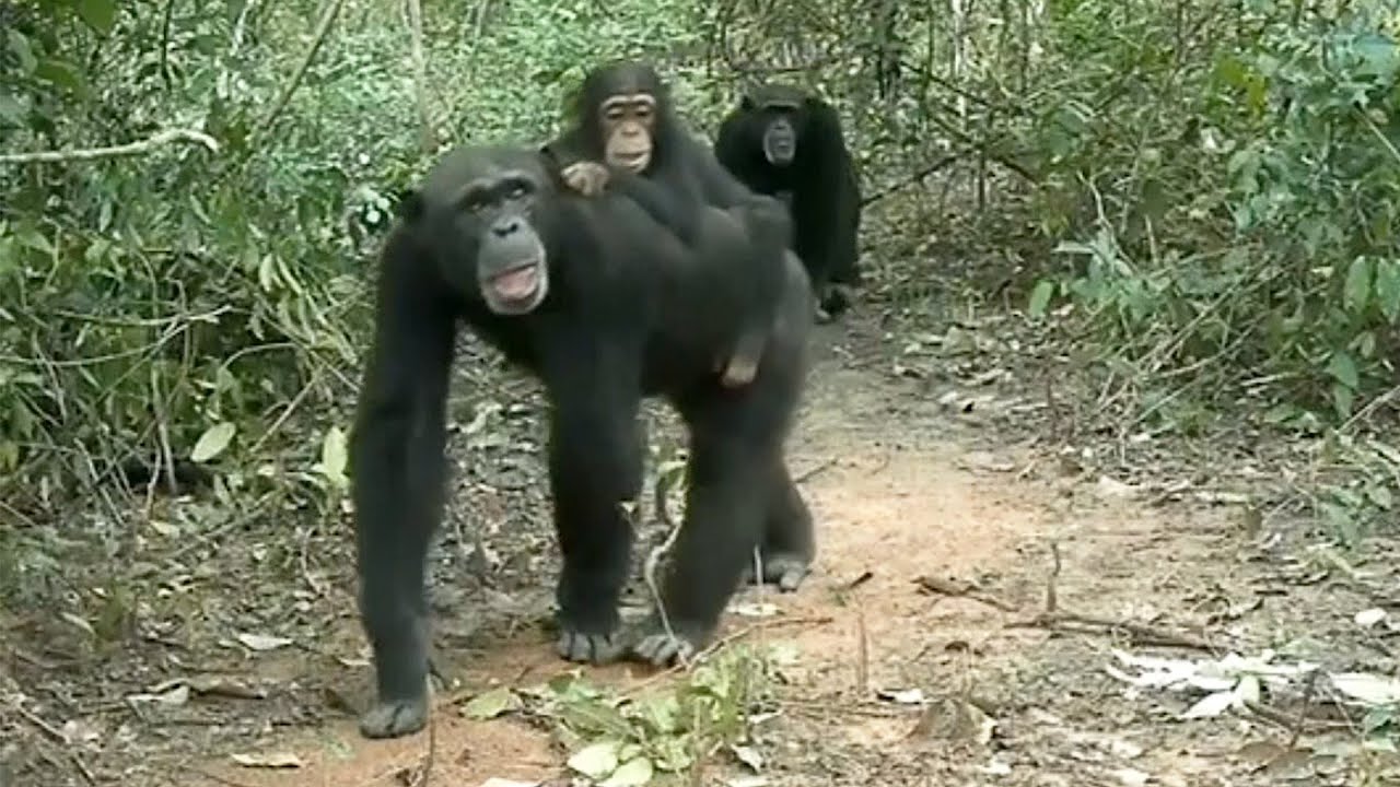West African Chimpanzees in Guinea-Bissau, Africa