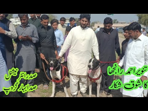 تنویر احمد رانجھا صدر انٹرنیشننل صدا بہار گروپ | tanveer ahmed ranjha ka shoq shikar | top buly dogs