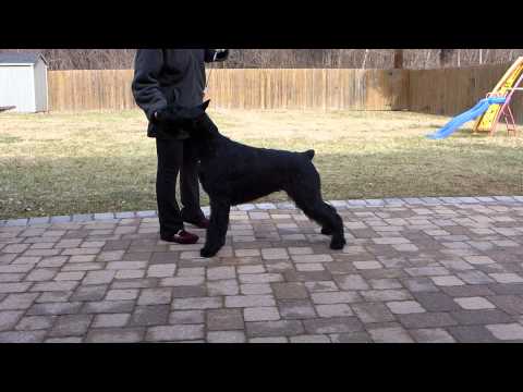 Zarina's Design Something Special (Ruby)