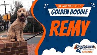 Download Lagu 10 mo Golden doodle Thumbnail