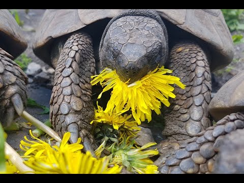 Ernährung von Landschildkröten