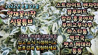 양재꽃시장 식물튜브 2022년 8월 23일 [팻츠헤데라, 필로덴드롱, 칼라데아, 국화, 칼라 홍콩야자, 녹보…