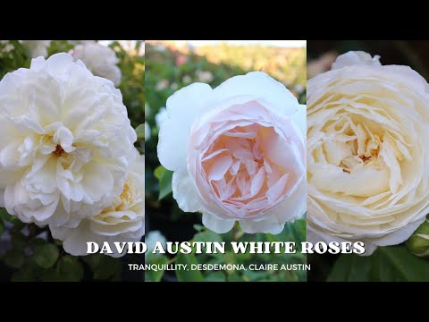 David Austin White Roses | Tranquillity | Desdemona | Claire Austin