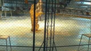 preview picture of video 'The Tiger Show at Sriracha Tiger Zoo. Thailand'