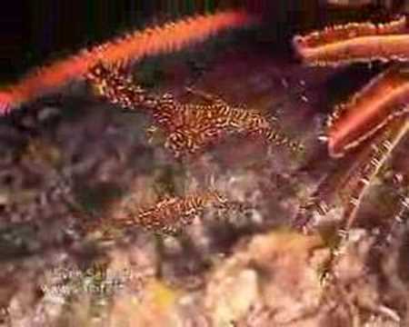 Fetzenfisch(ch)e(n), Similan Islands,Thailand