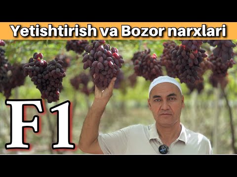F1 Uzum Nimasi Bilan Boshqacha? Bozor Narxi Qancha? Oltiariqlik Bog‘bon bilan Suhbat. 