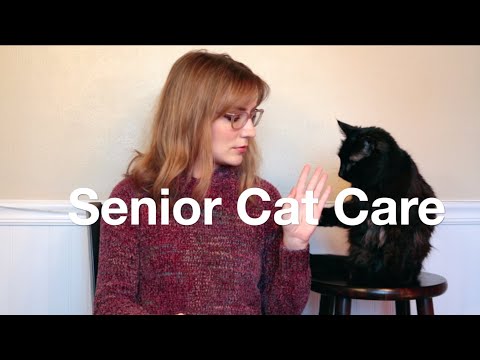 Senior Cat Care Tips!