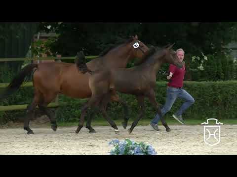 RD023 Hengstfohlen von Lint   Cassini I   Corrado I