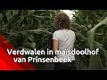 Verdwalen in een maïsdoolhof - Brabants Buske