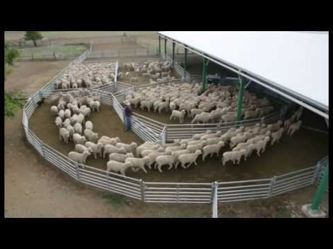 ProWay Sheepyards