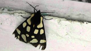 preview picture of video 'Cream-spot Tiger Moth. La Croix-Tasset, Côtes d'Armor, Brittany, France  9th June 2012'