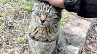 会った時の反応かわいい猫ニャッツが側であくびしながらのんびり