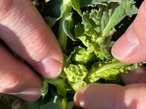 Feldexkursion 209: aktuelle Situation im Raps - N.U. Agrar GmbH, 25.03.2022