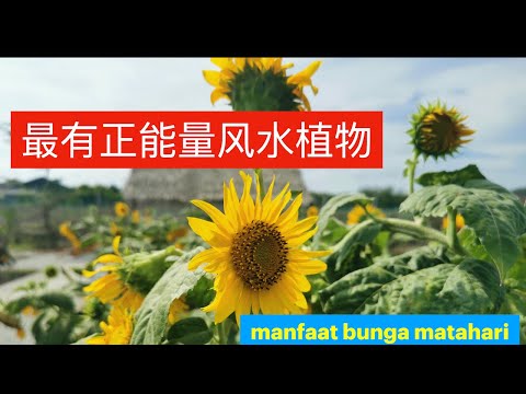 向日葵 風水